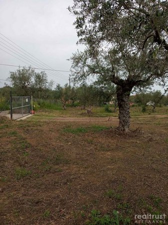 FIELD ABLE TO BE BUILT for Sale - MESSHNIA